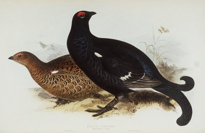 Black Grouse by Edward Lear